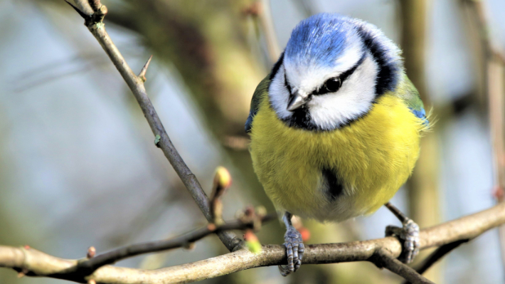 Blaumeise, Meisensterben, Brandenburger Land