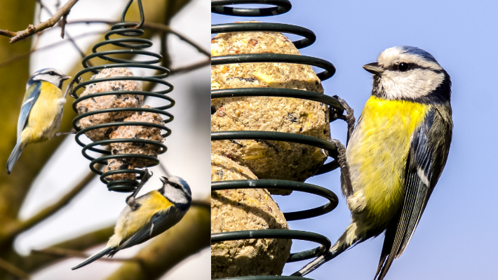 Blaumeise Futterkugel