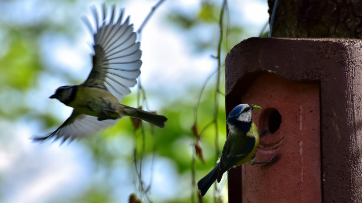 Blaumeise Nistkasten