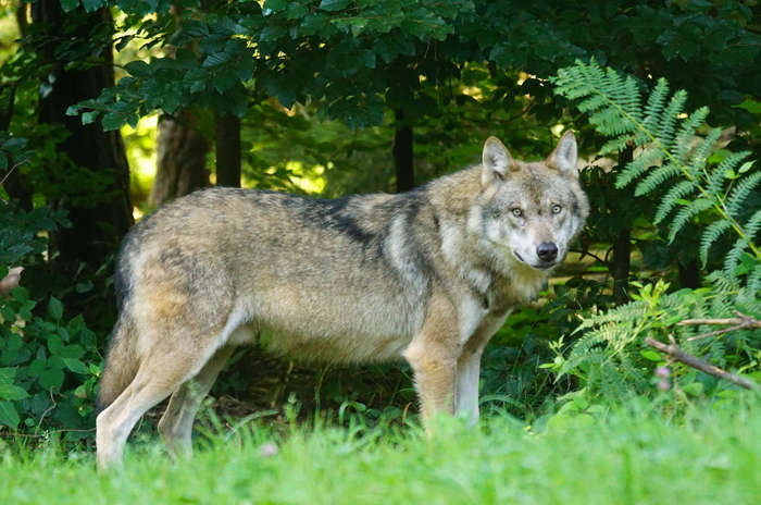 Wolf brandenburger.land Brandenburg
