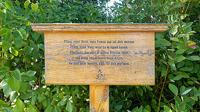 Die Einsame Eiche im Rhinluch