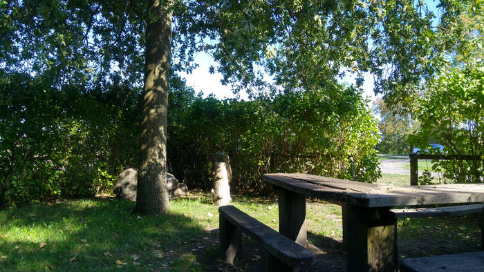 Die Einsame Eiche im Rhinluch