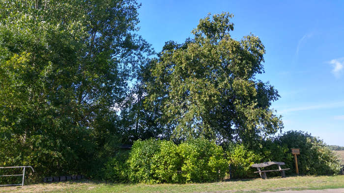 Die Einsame Eiche im Rhinluch, Brandenburg