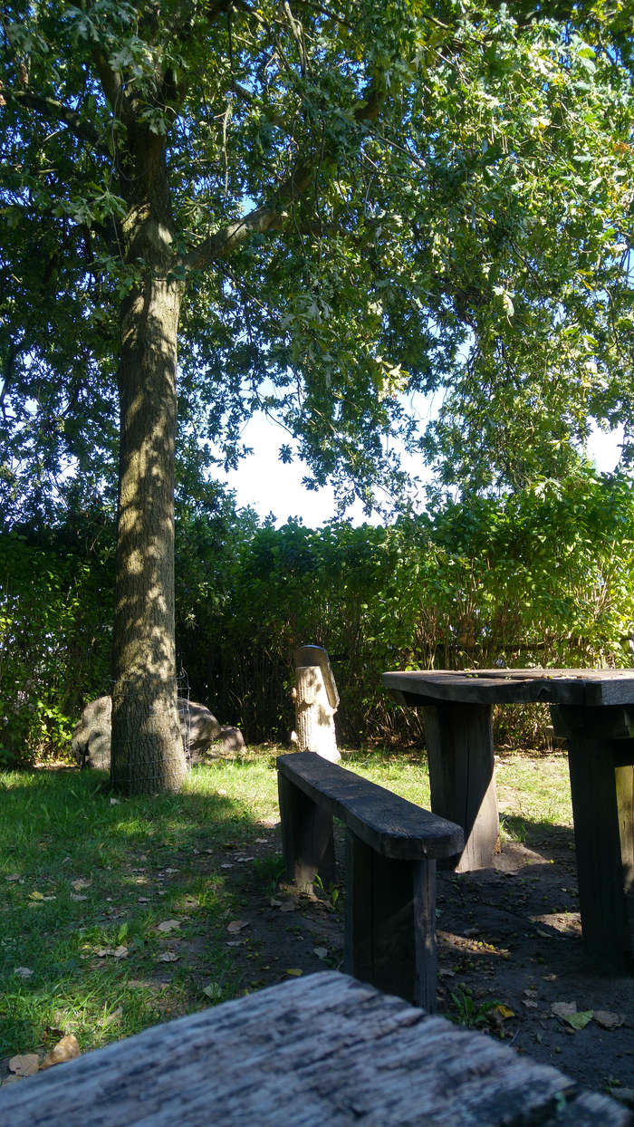 Die jugendliche Einsame Eiche freut sich auf Ihren Besuch in Brandenburg.