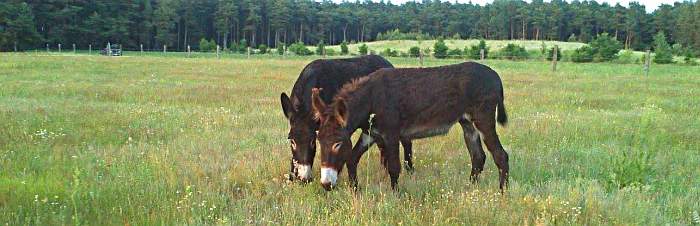 Esel in Paaren (Glien)