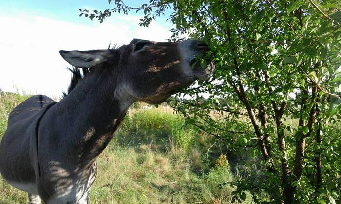 brandenburger-land, Esel bei der Landschaftspflege