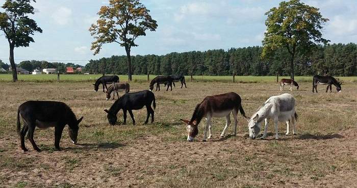 Eselherde in Paaren - artgerecht und glücklich