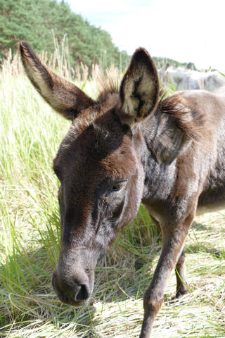 brandenburger.land - Eselin Ines