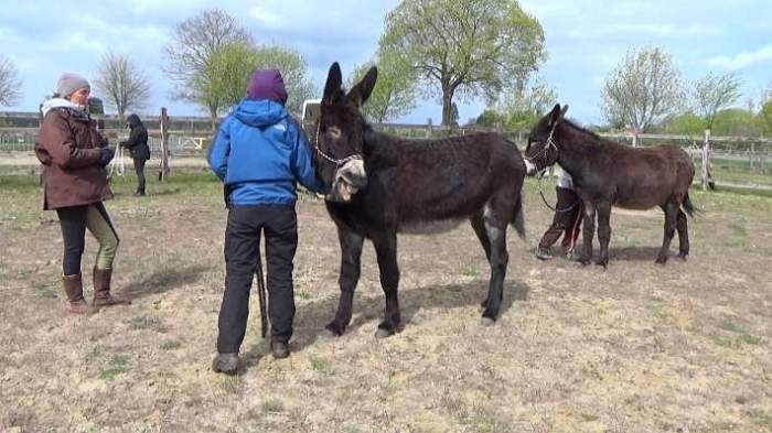 Parelli für Esel mit  Instruktorin Klaudia Duif bei den Eselfreunden im Havelland e. V.