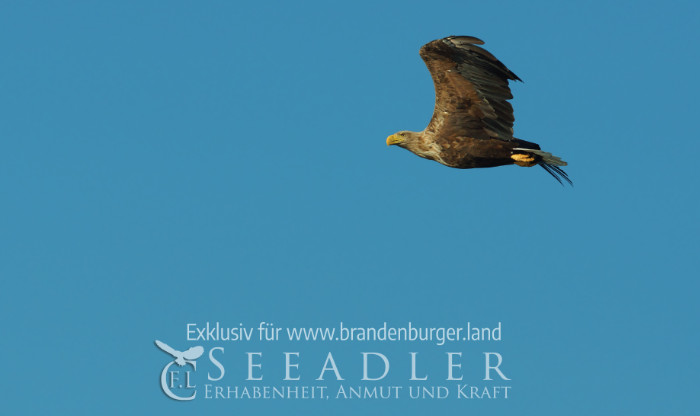 Frank Langhanke SeeAdler01 700px