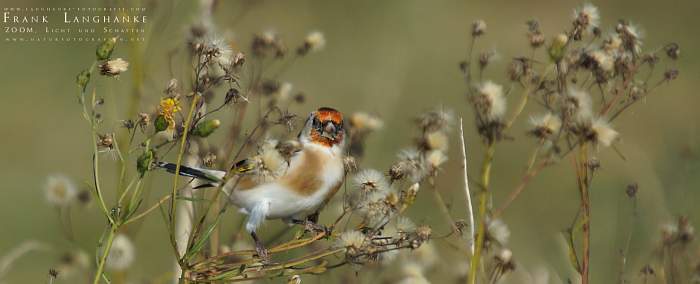 brandenburger.land - Naturfotograf Frank Langhanke