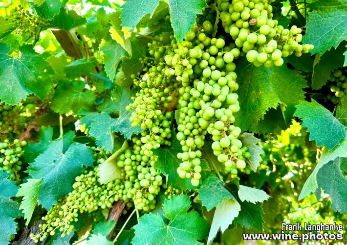 Minervino Murge Italien CANTINA DI VENOSA CANTINE COLLE PETRITO IMG 9536 2 710px