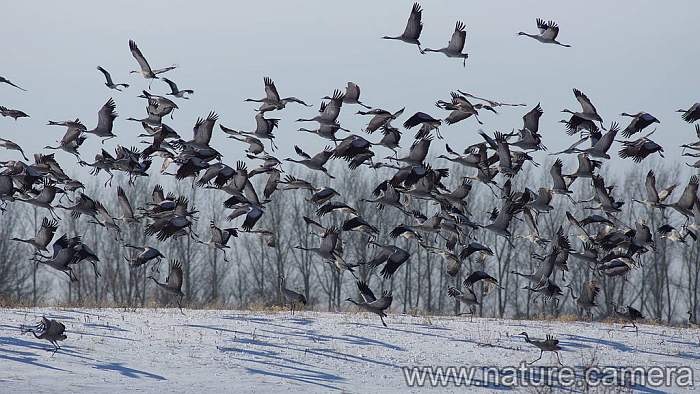 brandenburger.land - Naturfotograf Frank Langhanke