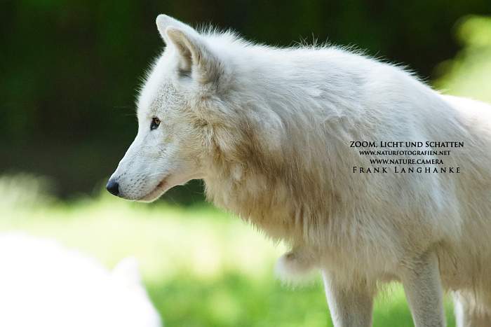 brandenburger.land - Naturfotograf Frank Langhanke