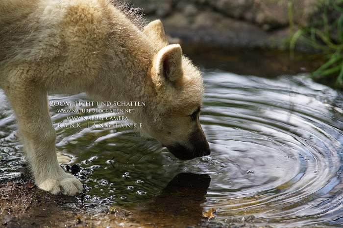 brandenburger.land - Naturfotograf Frank Langhanke