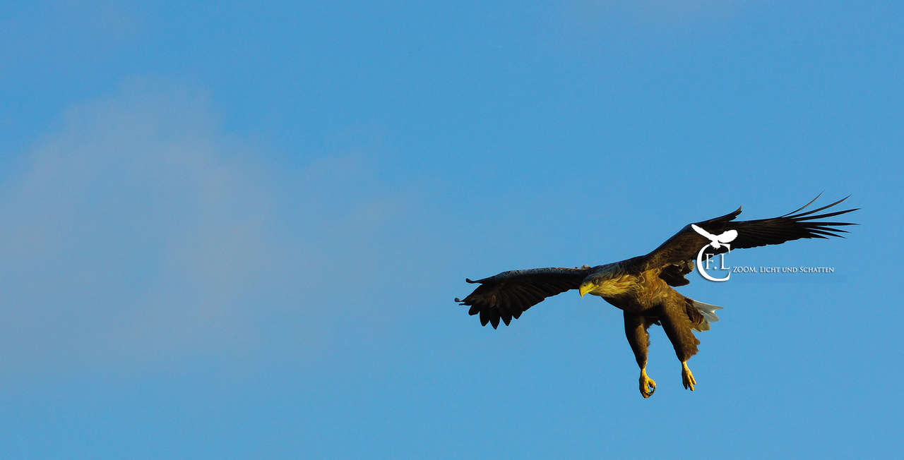 seeadler 1 2019 1280px