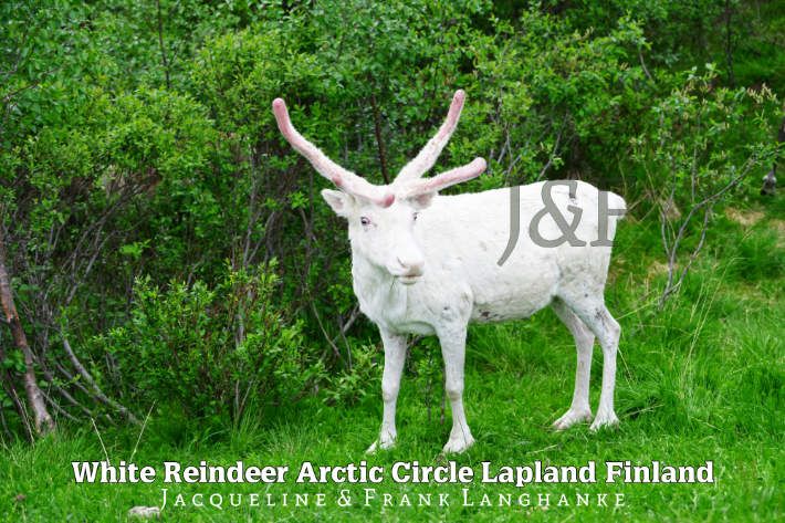 White Reindeer Arctic Circle Lapland Finland / Weißes Rentier posiert für uns in Lapplands Wildnis Finnland - Serie vorhanden. Jacqueline & Frank Langhanke