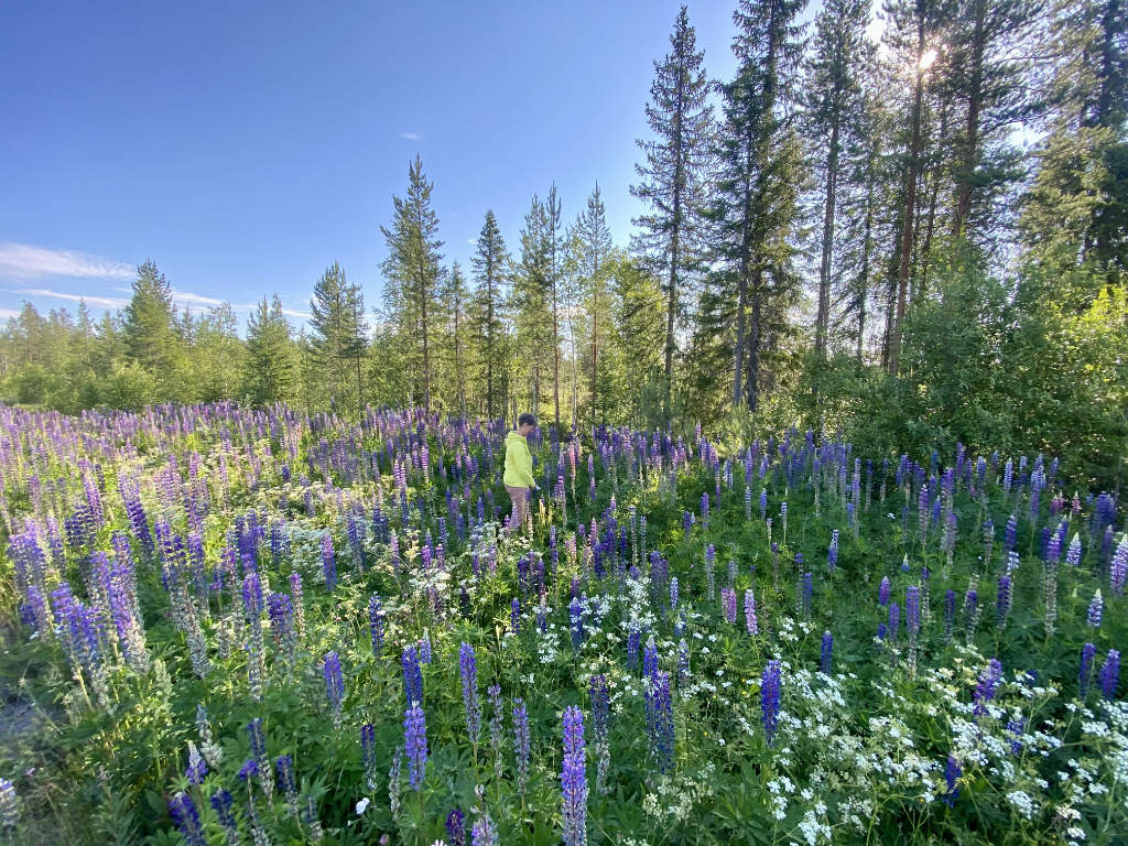 brandenburger.land - Jacqueline Amoneit - Jacqueline Langhanke Makrofotografin