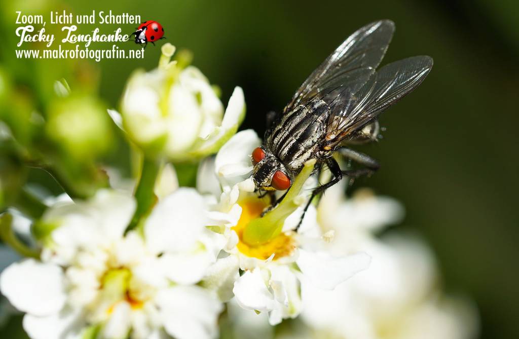 brandenburger.land - Jacqueline Amoneit - Jacqueline Langhanke Makrofotografin