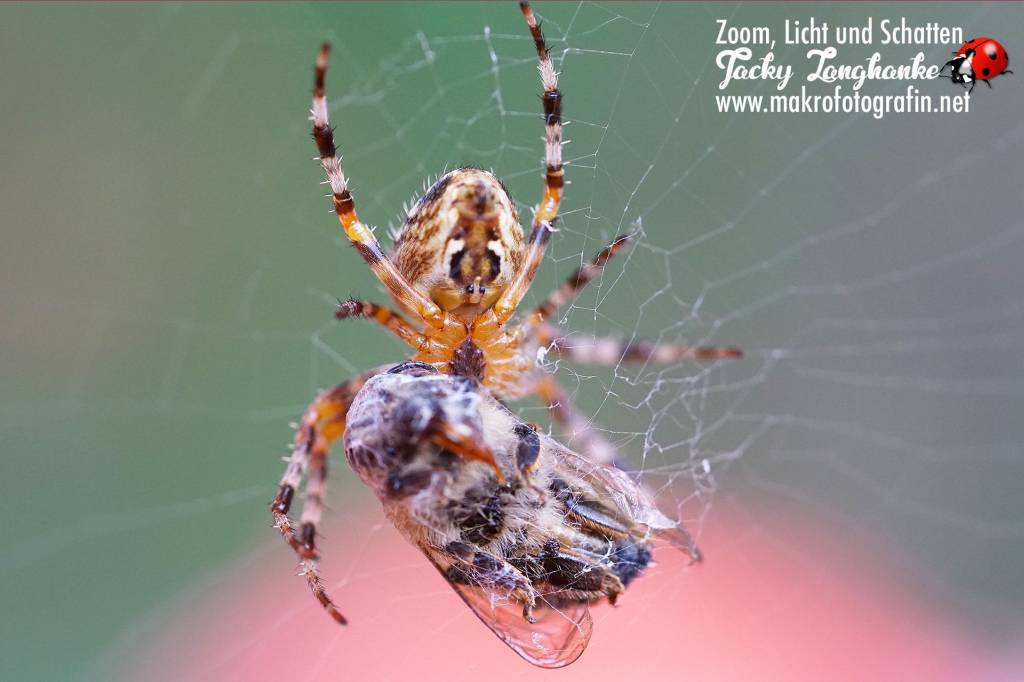 brandenburger.land - Jacqueline Amoneit - Jacqueline Langhanke Makrofotografin