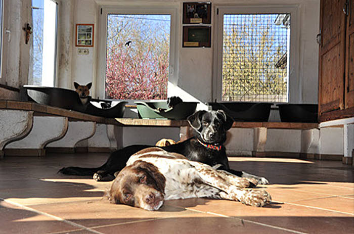 Das Pro Animale Hundeleben im Rendezvous mit Tieren in Brandenburg
