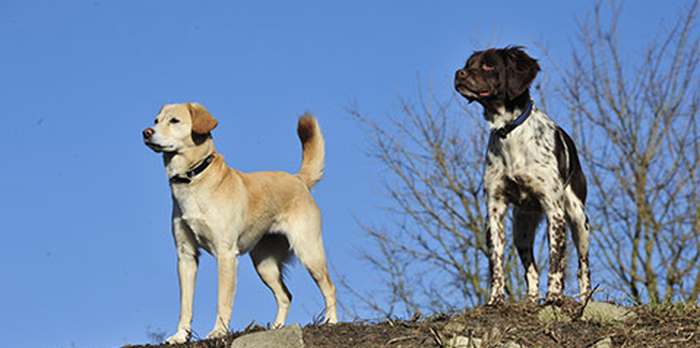 Das Pro Animale Hundeleben in Copernika - Polen