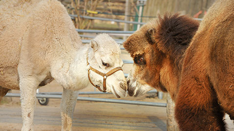 Ein Rendezvous mit Tieren in Spreenhagen im Landkreis Oder-Spree in Brandenburg
