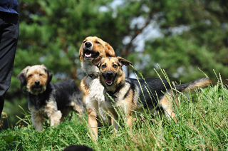 Das Pro Animale Hundeleben in Copernika - Polen