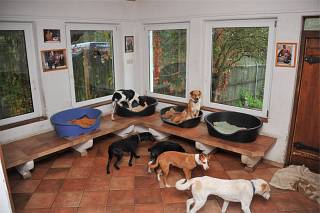 Brandenburger Land - Hundezimmer im Rendezvous mit Tieren, Pro Animale Stiftung für Tiere in Not