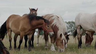 yt video 2 hqdefault