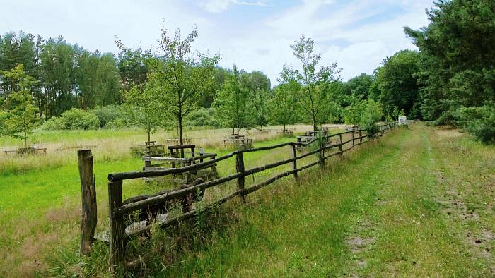 Streuobstwiese im Arboretum, zum Erholen, zum Lernen und zum Naschen brandenburger.land - Arboretum Dreez