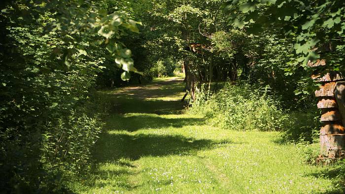Träumerisch umrankte Pfade und sonnige Lichtungen bieten ein wechselvolles Naturerlebnis. brandenburger.land - Arboretum Dreez