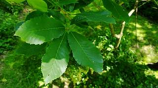 Die Blätter der Pontonischen Eiche lassen die Zugehörigkeit zu den Buchengewächsen erkennen. brandenburger.land - Arboretum Dreez