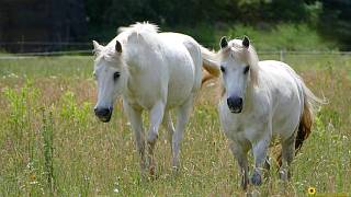 Ponys auf einer artenreichen Wiese mit verschiedenen Gräsern und Wildkräutern. brandenburger.land - Ostprignitz-Ruppin