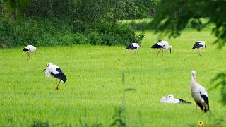 brandenburger.land - Ostprignitz-Ruppin Störche in Brandenburg