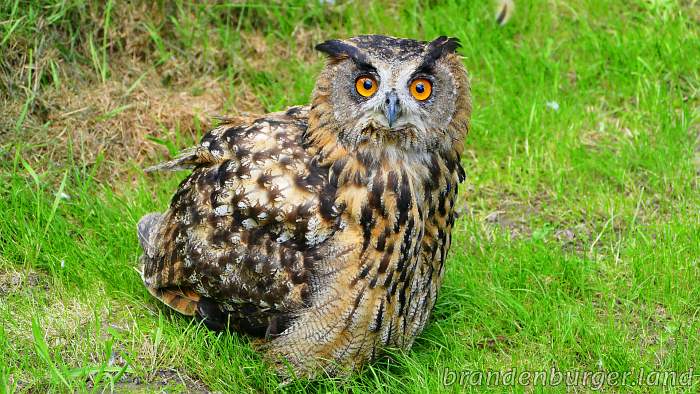 Uhu in der Wildtierrettung Prignitz, Brandenburg