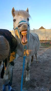 Pony Speedy findet Katharina Klann macht das prima