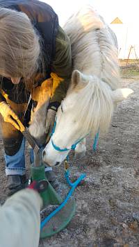 Pony Speedy schaut interessiert bei der Hufpflege zu