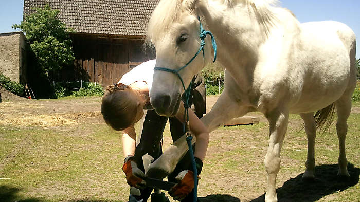 Entspanntes Pferd bei sanfter Hufpflege