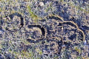 Trittsiegel von beschlagenen Hufen